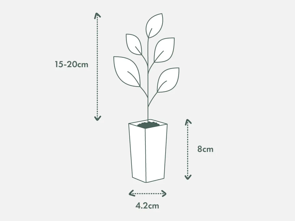 Callistemon Lemon Bottlebrush