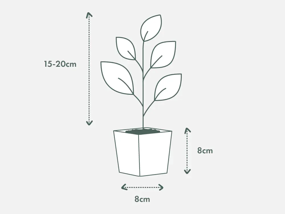 Callistemon Lemon Bottlebrush