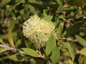 Callistemon Lemon Bottlebrush